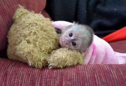 Free free free Lovely Capuchin Monkeys for Adopt.(xxx) xxx-xxx4