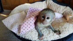 Well tamed Capuchin monkeys available