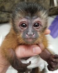 Baby Capuchin