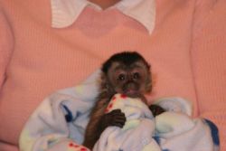 Adorable marmoset and Capuchin monkeys Available