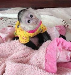 Capuchin monkeys for adoption