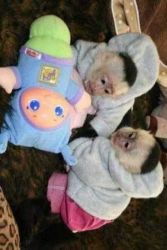 cute and loving capuchin monkeys