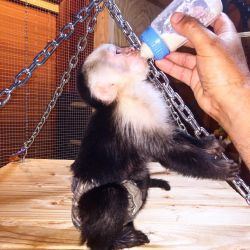 cute capuchin