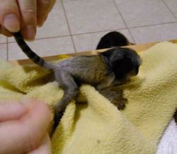 Beautiful baby marmoset monkey for adoption.xxxxxxxxxx
