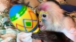 amazing capuchin monkey avialable