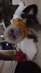 adorable babies capuchin monkey available