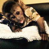 adorable capuchin monkey available