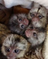 ADORABLE MARMORSET AND CAPUCHINS MONKEYS FOR SMALL FEE