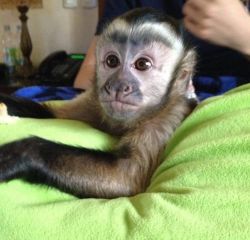 my loving monkey is ready for adoption