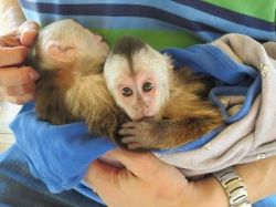 Adorable Capuchin Monkey text (xxx) xxx-xxx5