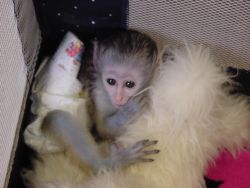 Cute and adorable capuchin baby monkey for adoption