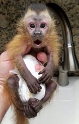 Baby chapuchin monkey needs a new home