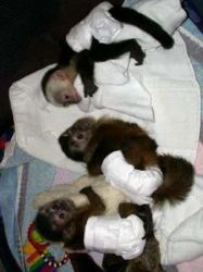 Energetic finger marmoset and capuchin monkeys ava