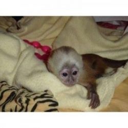 Cute Capuchin monkeys ready now for home delivery text