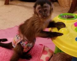 Marmosets babies available now to go to a good home