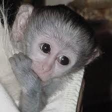 Two Cute And Adorable Capuchin Monkey For Re-homing: Textcall:(615)-43