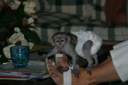 Female Capuchin Baby Monkey Raised In Our Home For Adoption