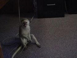 Pretty Face Capuchin Monkey For Sale (xxx)-xxx-xxxx