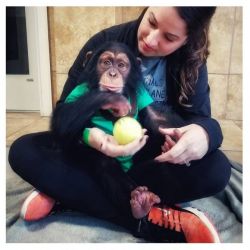 Cute Baby Chimpanzee Monkey For Sale .