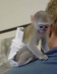 Beautiful Capuchin Monkey for Adoption well trained