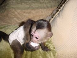 Cute female Capuchin monkey for sale**