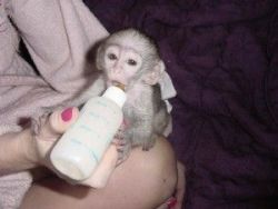 Health baby capuchin monkey for a good home