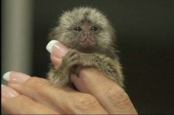Gorgeous Baby Capuchin Monkeys For Adoption