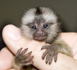 Home raised male and female Capuchin monkeys for sale
