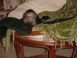 **Sweet Capuchin monkey we are giving out for adoption +xxxxxxxxxxx>>