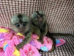 Marmoset And Capuchin Monkeys
