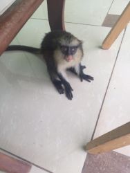 Beautiful baby vervet monkeys for sale
