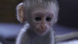 Playful Capuchin Monkey Looking For A Loving Home