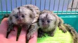 Cute Marmoset and Capuchin monkeys Available