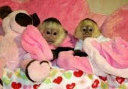 Cute and smartest baby Capuchin monkey for a new home