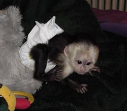 free y1We have beautiful babies Capuchin monkey for adoption,