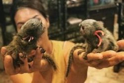 Two lovely baby marmoset monkeys for sale