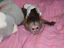 Cute babies pygmy marmoset monkeys for sale