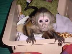 Adorable Capuchin monkeys for sale TEXT::+xxxx-xxx-xxxx