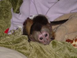 Excellent male and female capuchin monkeys