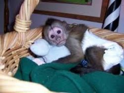 lovely Capuchin monkeys