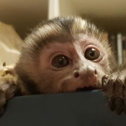 USDA Capuchin Monkeys so friendly Text or call xxx-xxx-xxxx