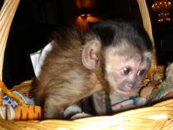 male and female capuchin and marmoset monkeys ready to go