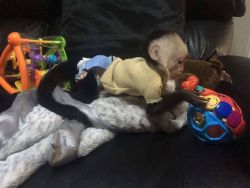 Male and female Capuchin monkeys available NOW.