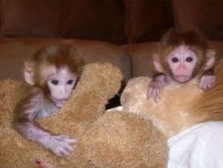 Intelligent lovely baby capuchin monkeys 4 sale