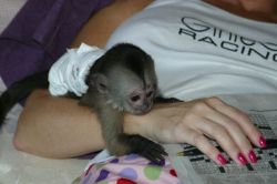 lovely capuchin monkey for adoption