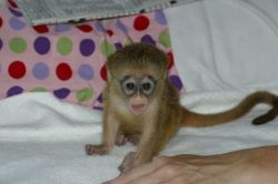male and female Capuchin and marmoset monkeys ready for new homes