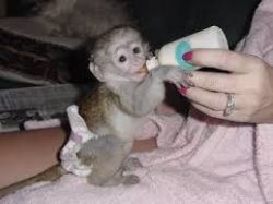 Male & Female Babies Capuchin and Marmoset monkeys for adoption