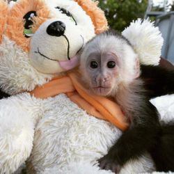 Healthy Registered Baby Capuchin Monkeys Available