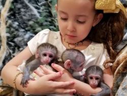 Diaper trained capuchin monkeys Text or call xxx-xxx-xxxx