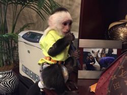 Lovely Capuchin Monkeys for Adoption